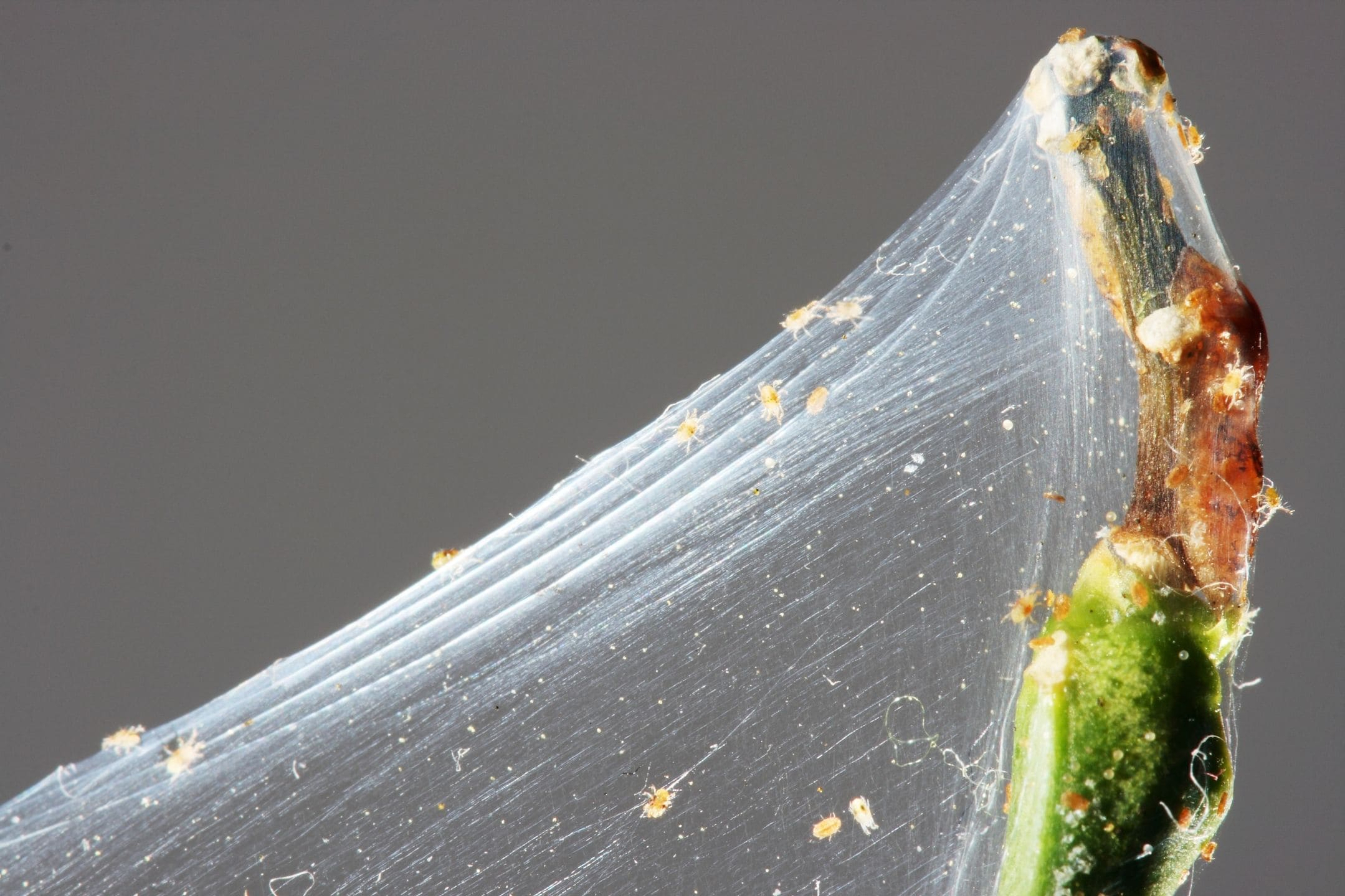 spider-mite-webbing-bug-1080 spider-mite-webbing-bug-1080