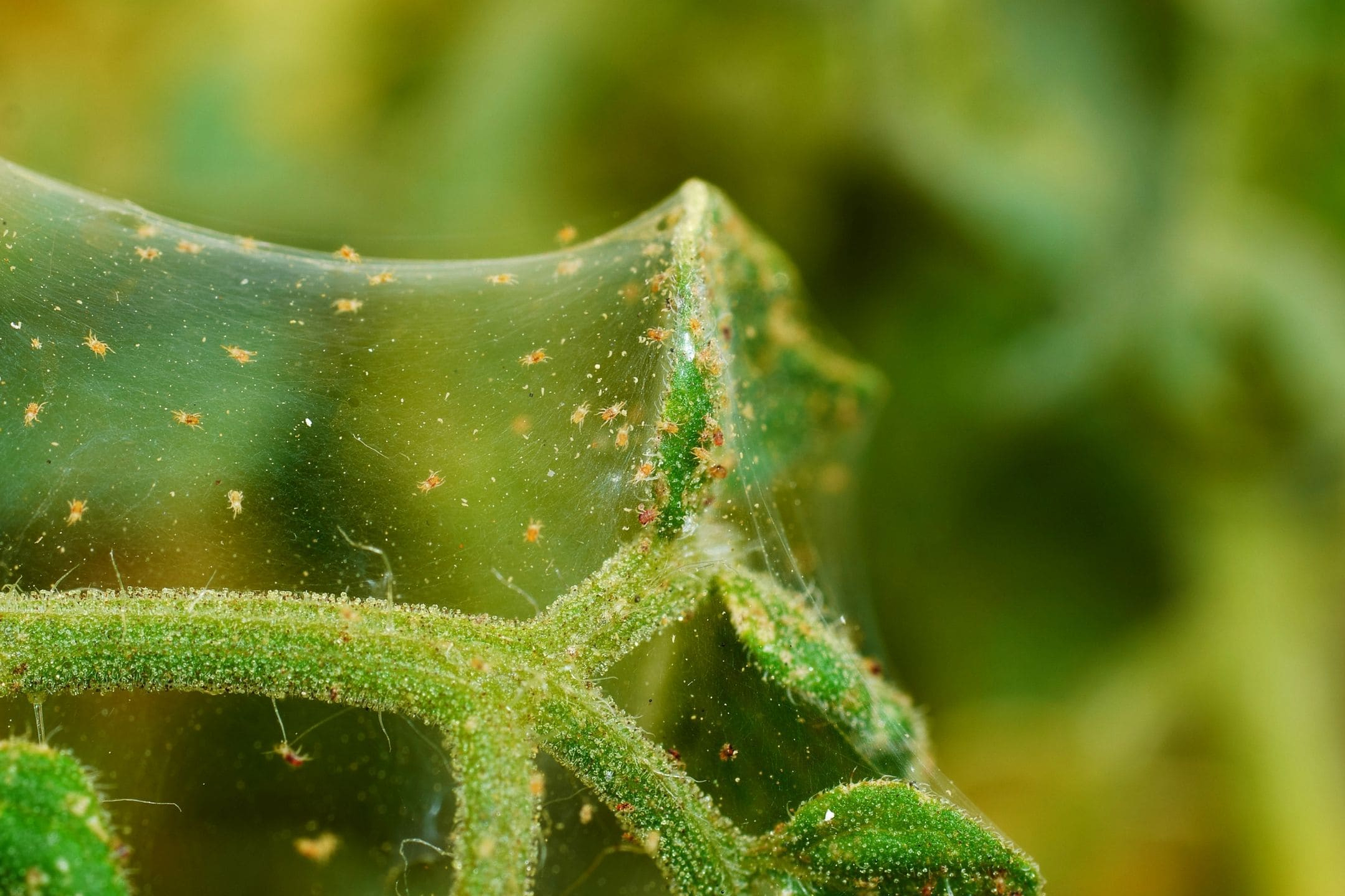 spider-mites-spidermite-plant-damage-bug-1080 spider-mites-spidermite-plant-damage-bug-1080