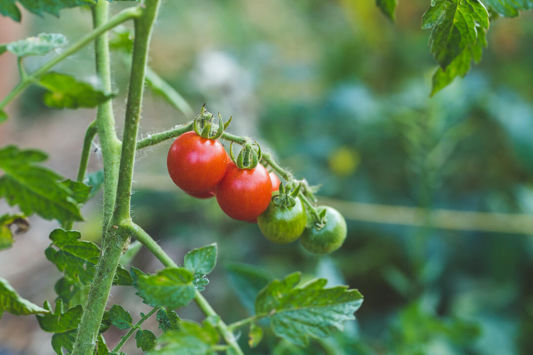 tomato-plant-1080px tomato-plant-1080px
