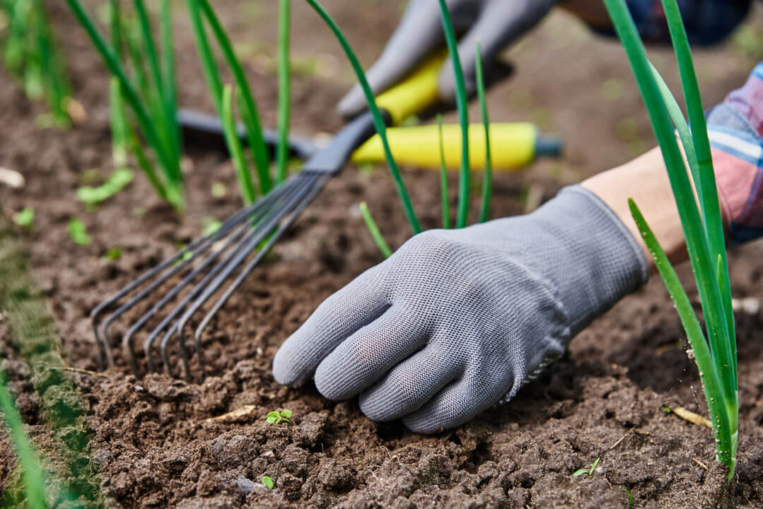 weeds-in-vegetable-garden-1080px weeds-in-vegetable-garden-1080px