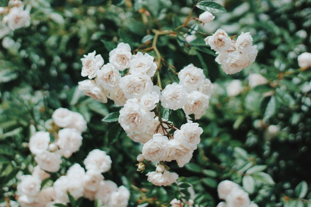 white-roses-growing-flower-1080 white-roses-growing-flower-1080