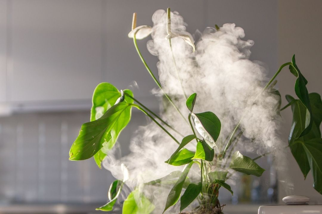 air-purifier-humidity-plant-600