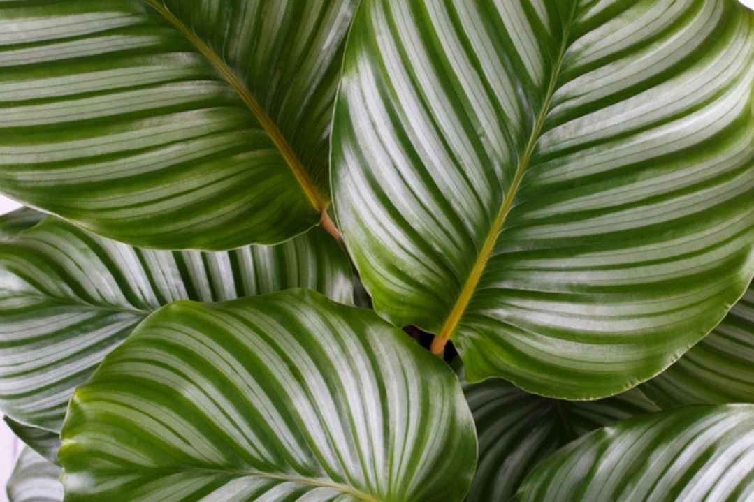 calathea-orbifolia-houseplant-600 calathea-orbifolia-houseplant-600