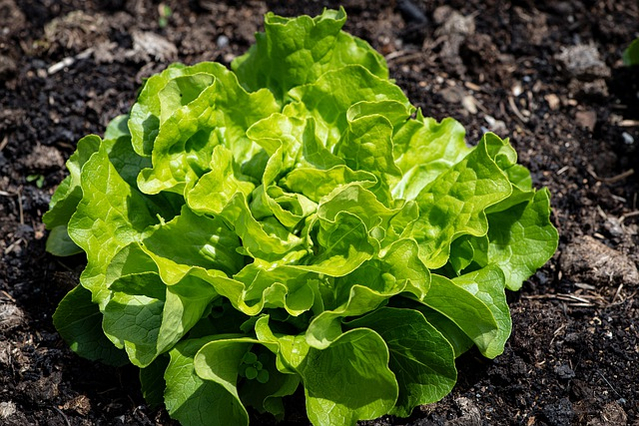 lettuce-640px lettuce-640px
