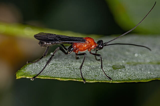 parasitoid-wasp-on-a-leaf-640px parasitoid-wasp-on-a-leaf-640px