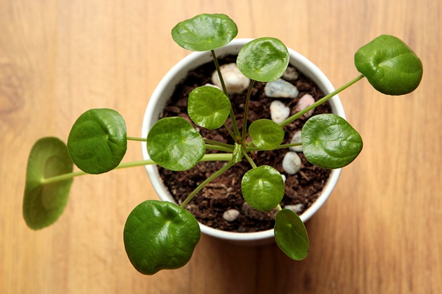pilea-houseplant-640px pilea-houseplant-640px