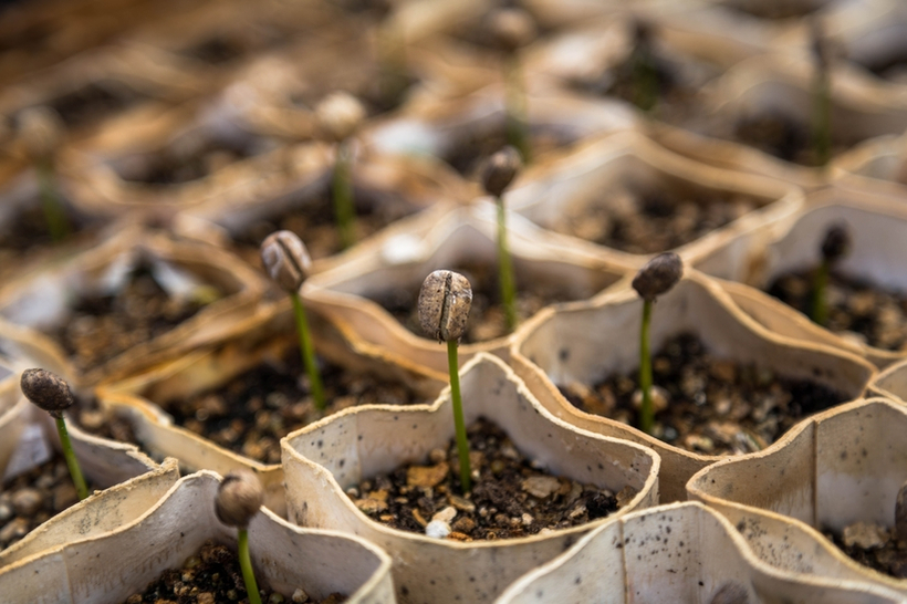 seeds-in-small-pots-820px seeds-in-small-pots-820px