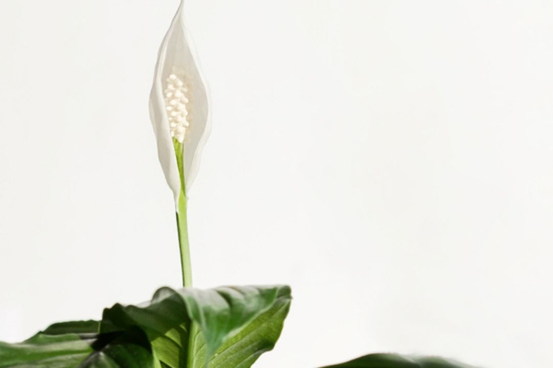 spathiphyllum-peace-lily-houseplant-plant-600 spathiphyllum-peace-lily-houseplant-plant-600