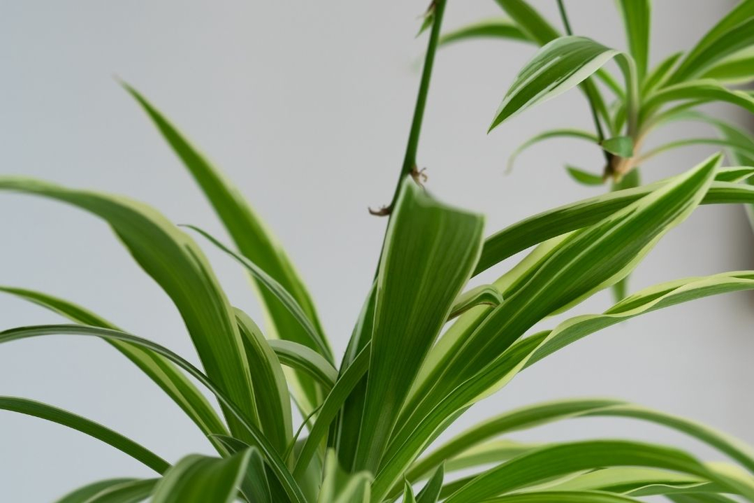 spider-plants-hanging-houseplant-plant-600 spider-plants-hanging-houseplant-plant-600