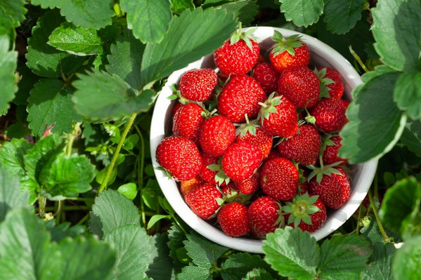 strawberry-bowl-600px strawberry-bowl-600px