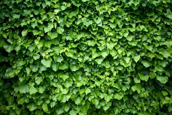 wall-hedera-ivy-green-leaf-600 wall-hedera-ivy-green-leaf-600