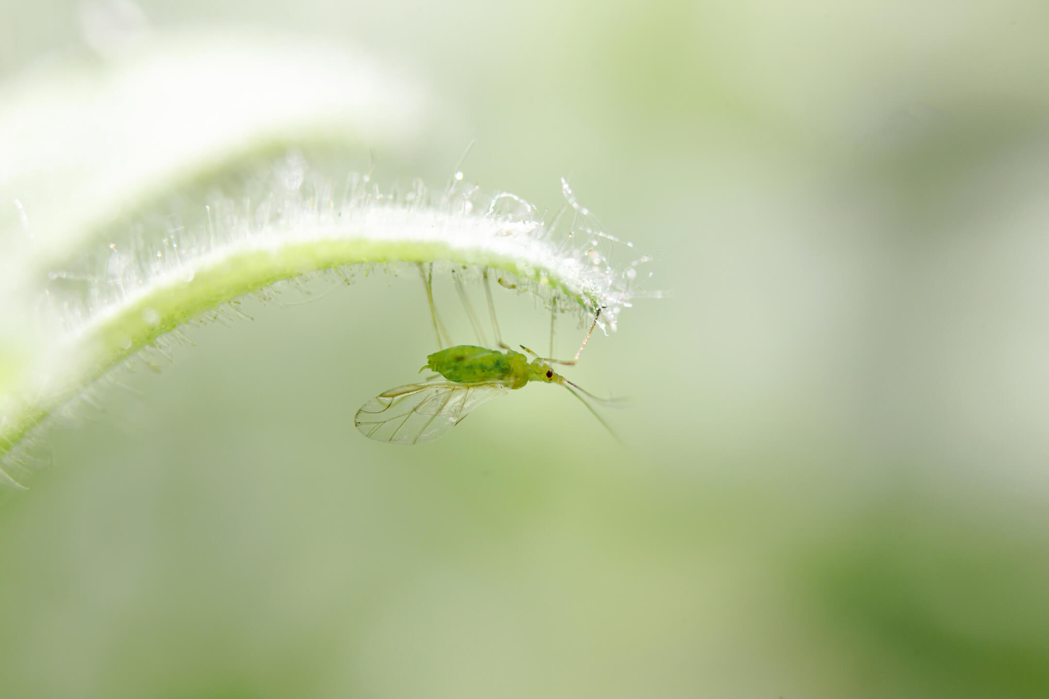 Aphid Aphid
