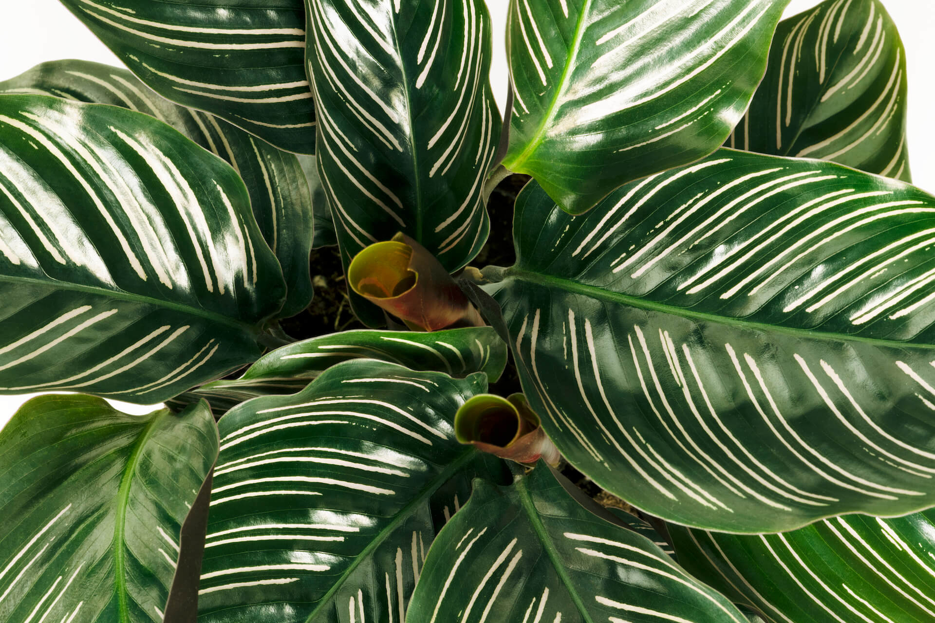 kamerplant kamerplant