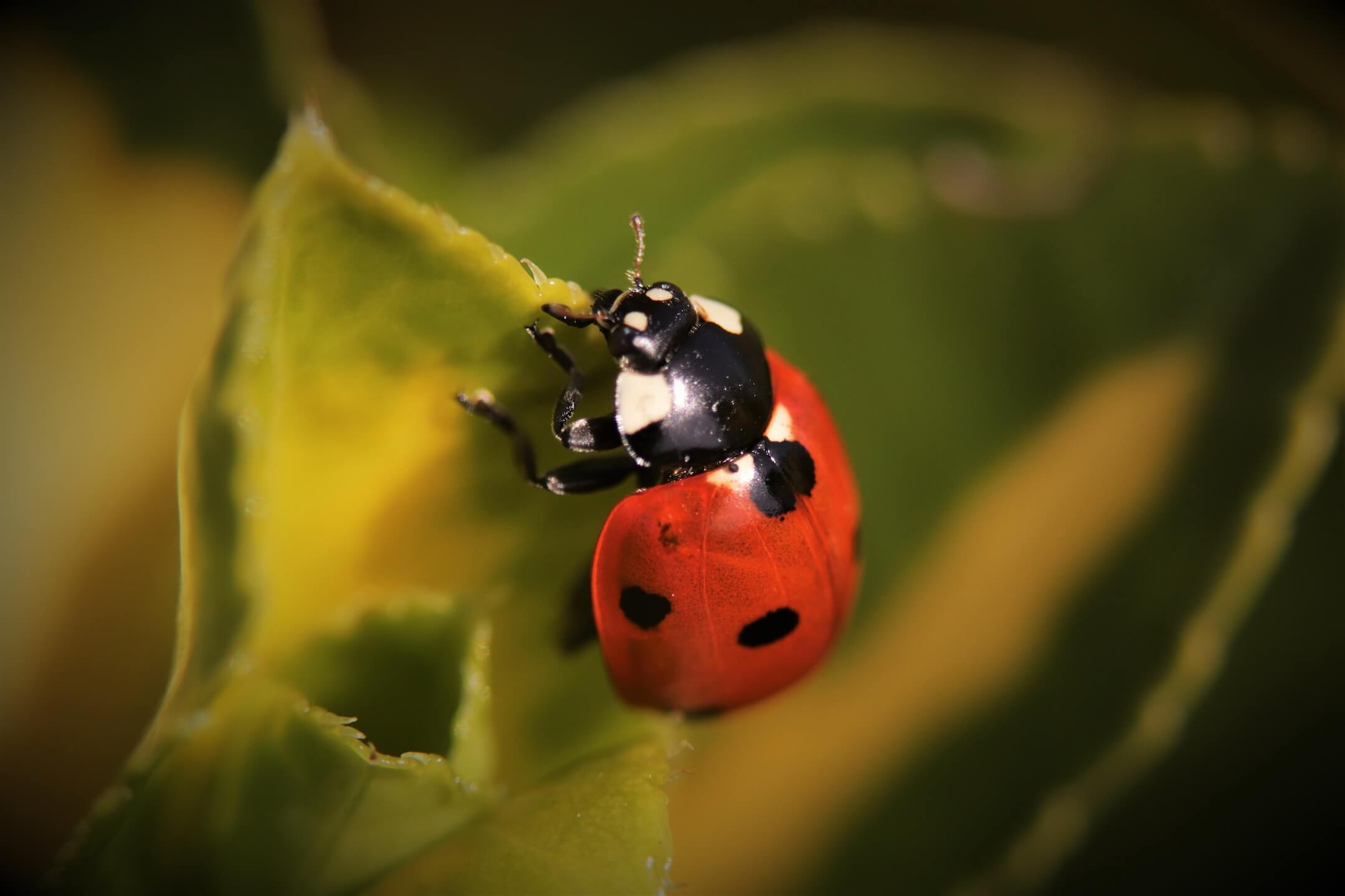 Lieveheersbeestje