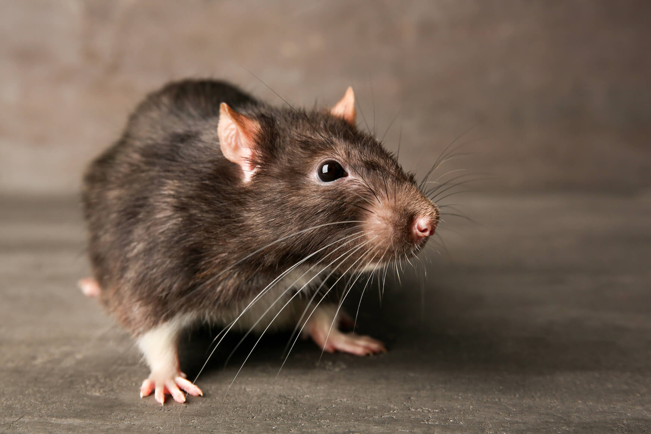 Rat 4 Rat 4