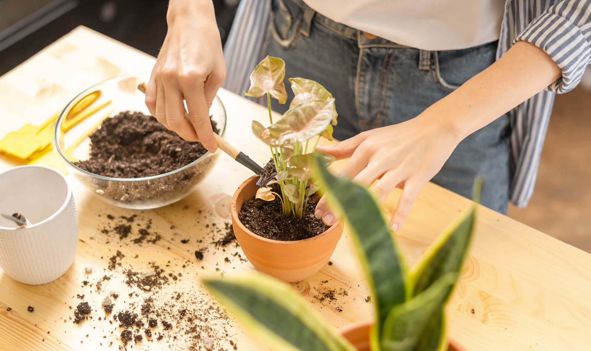 plant verpotten plant verpotten