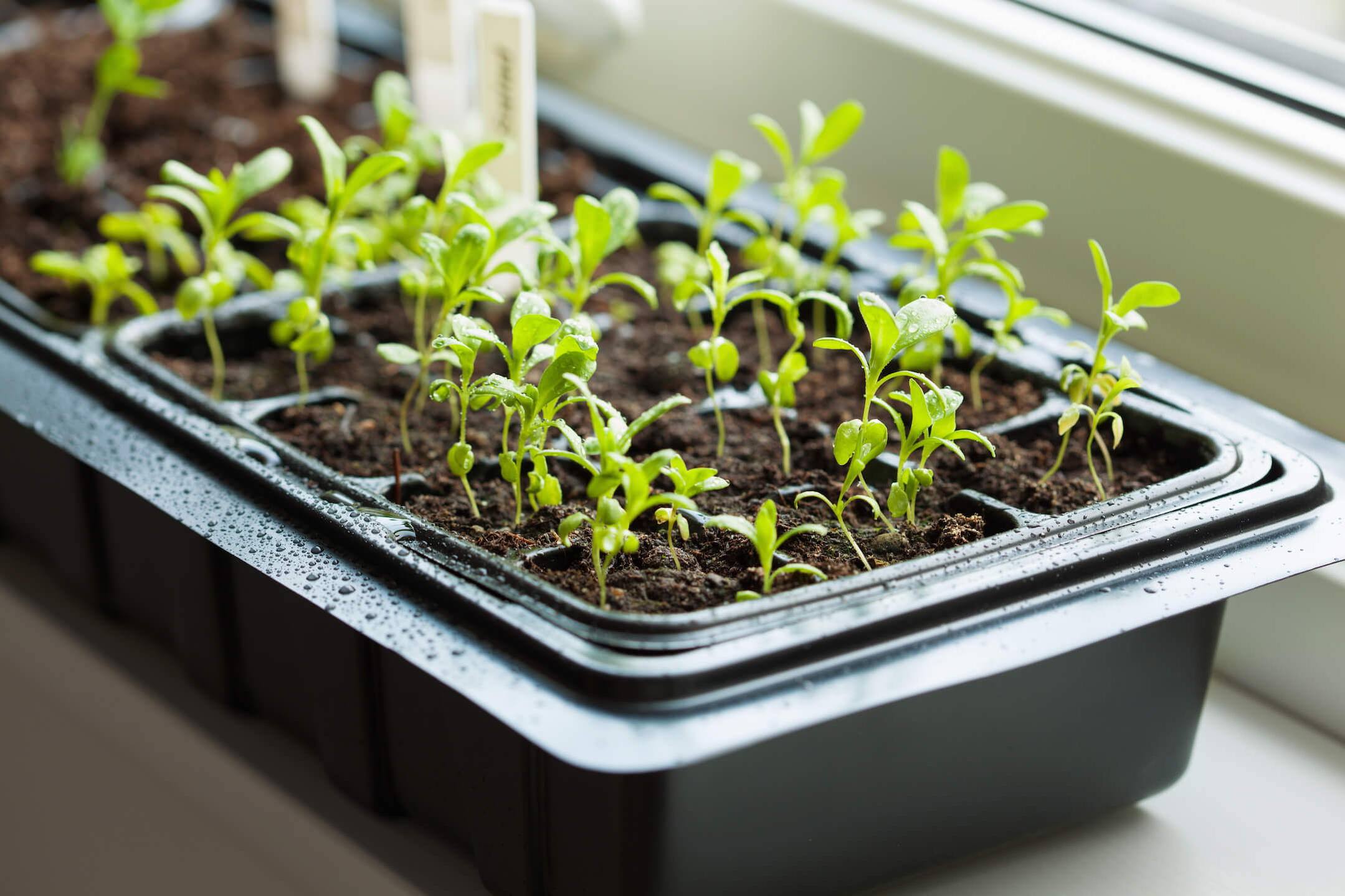 moestuin maart moestuin maart