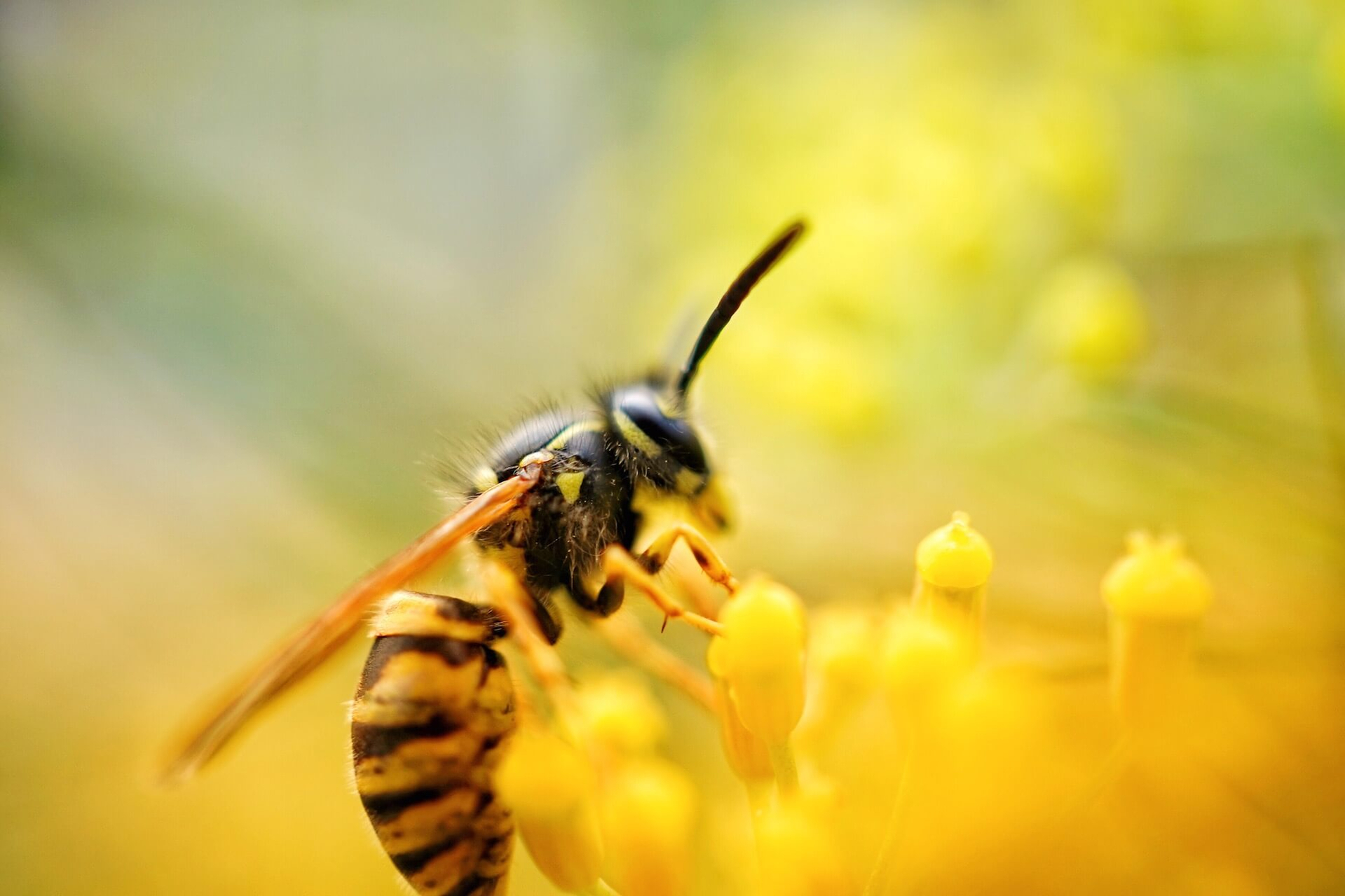 wasp-in-nectar-1920px wasp-in-nectar-1920px