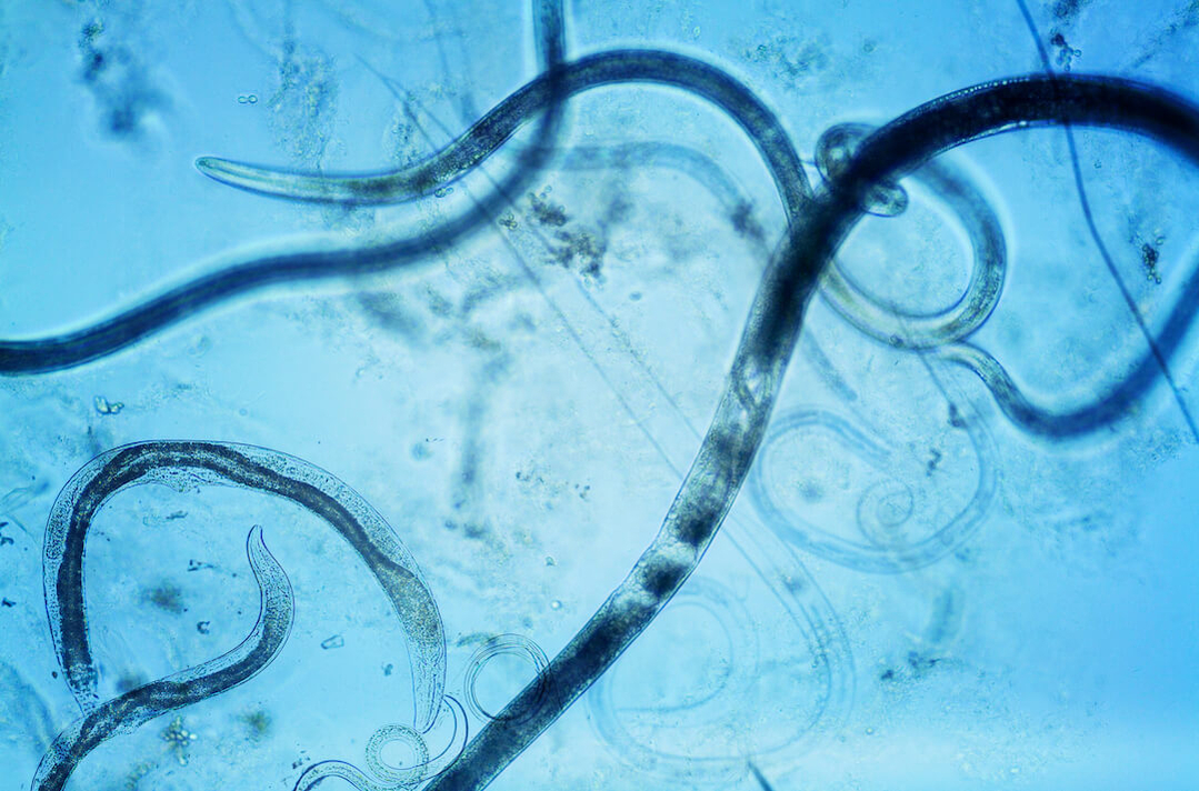 aaltjes_Nematode small aaltjes_Nematode small