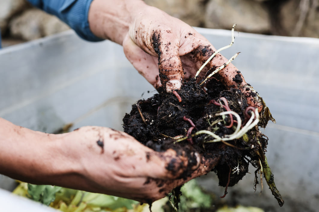 compost compost