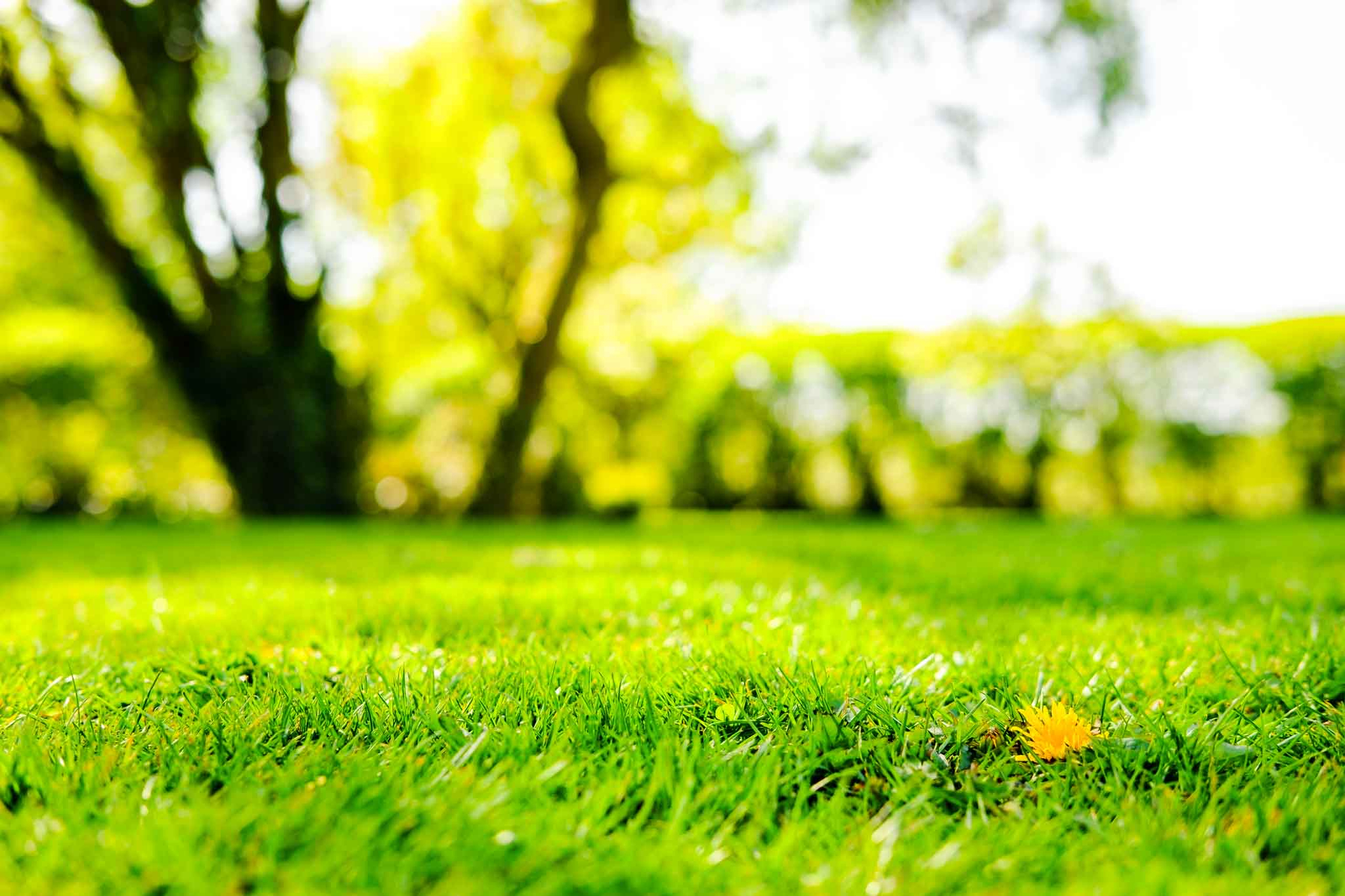 lawn_overview lawn_overview