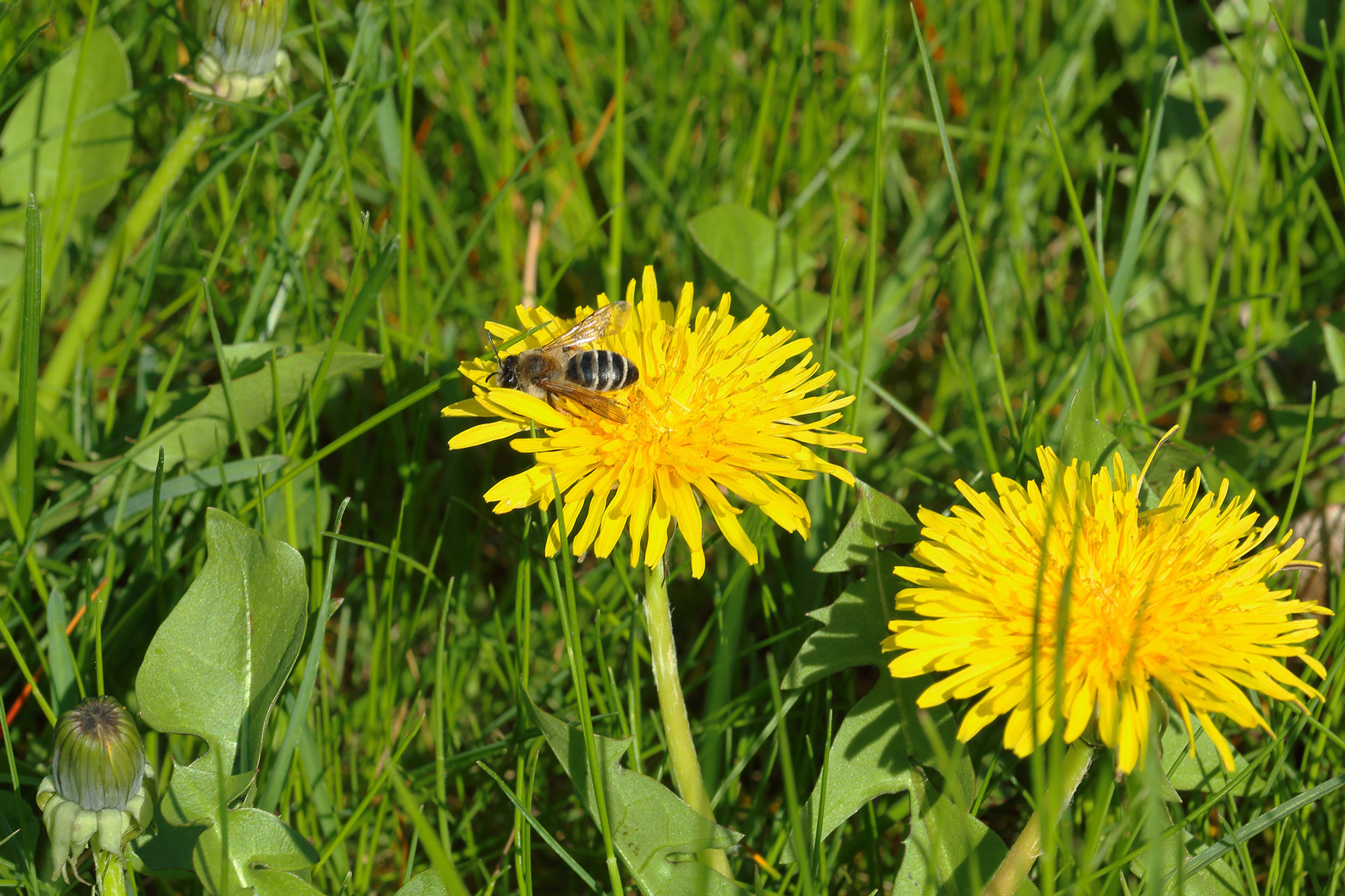 vild have mælkebøtter insekter i haven vild have mælkebøtter insekter i haven