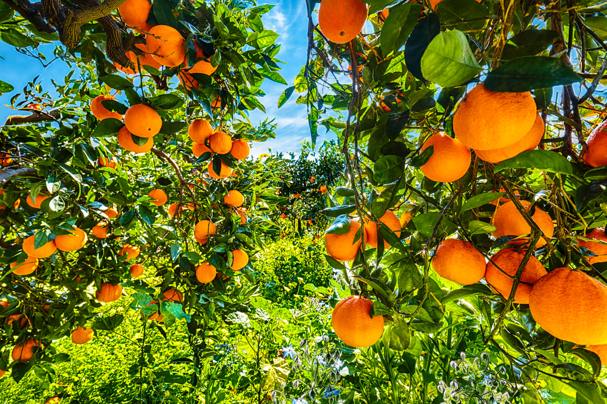 Orange Fiber: il Tessuto Ecosostenibile dagli Scarti delle Arance