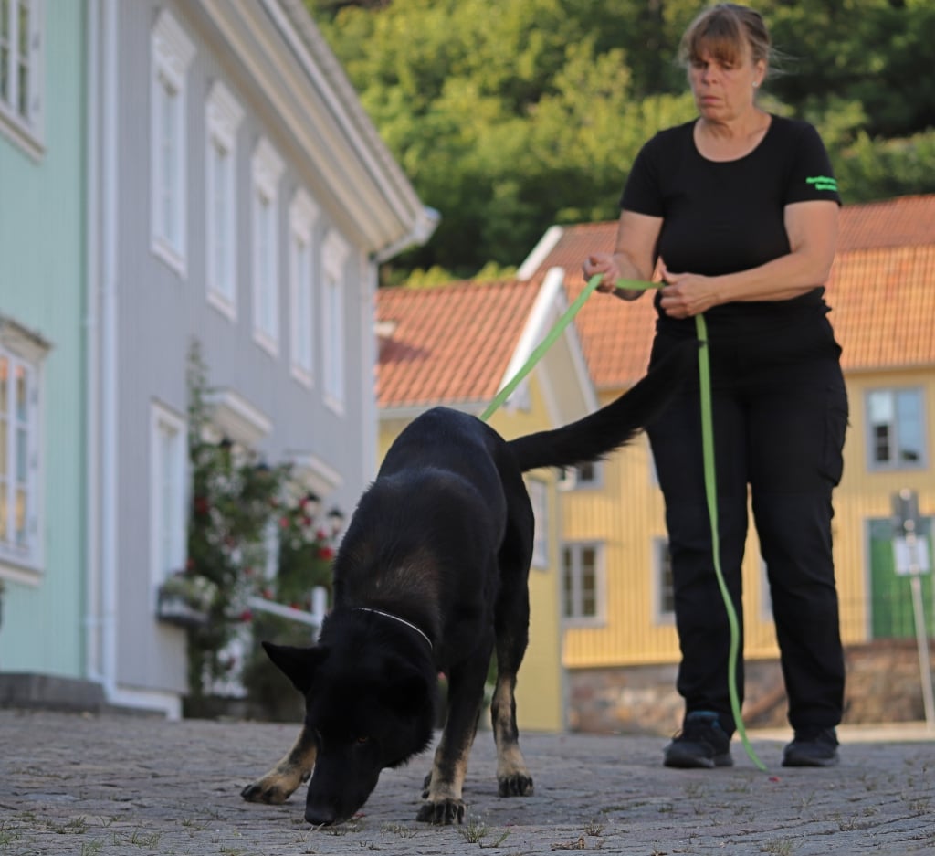 Hunden Jeckov hjälper till att hitta fjärrvärmeläckor