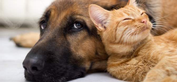 A dog and a cat are lying on a floor, the cat naps on the dog's head