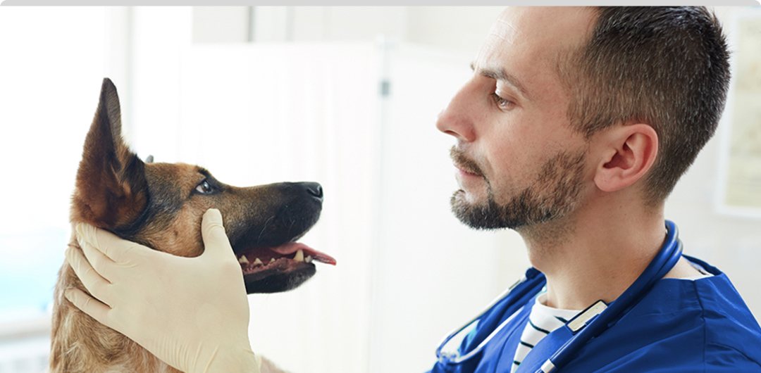A doctor wearing blue coat and stethoscope examines a dog's eyes, as the dog stares back at the doctor