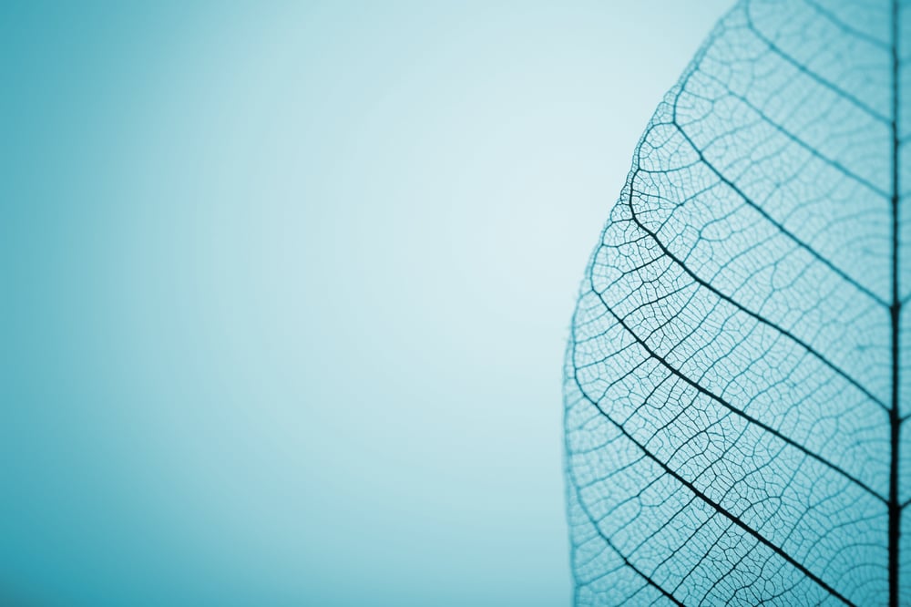 Blue Leaf Banner-1-1