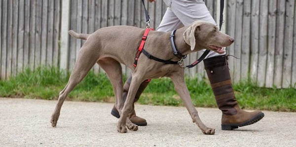 How to Stop Your Dog From Pulling on the Lead