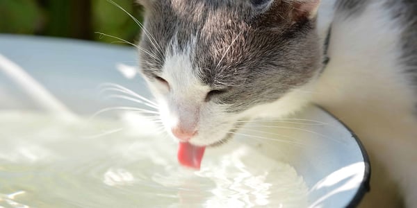 How to Cool Down a Cat and Prevent Them From Overheating