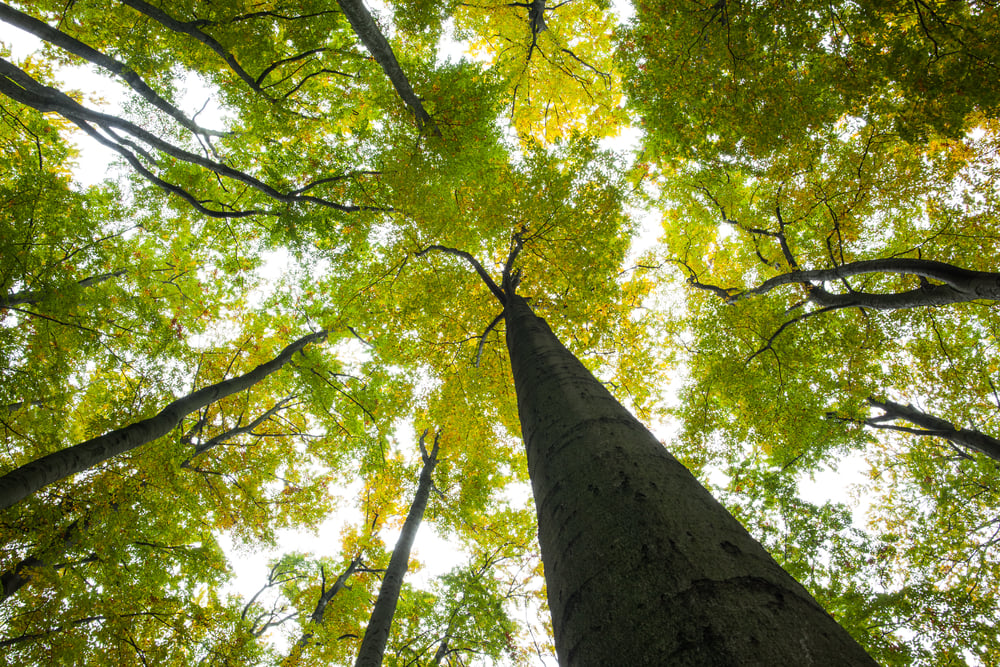 Low angle view of tall trees against the sky