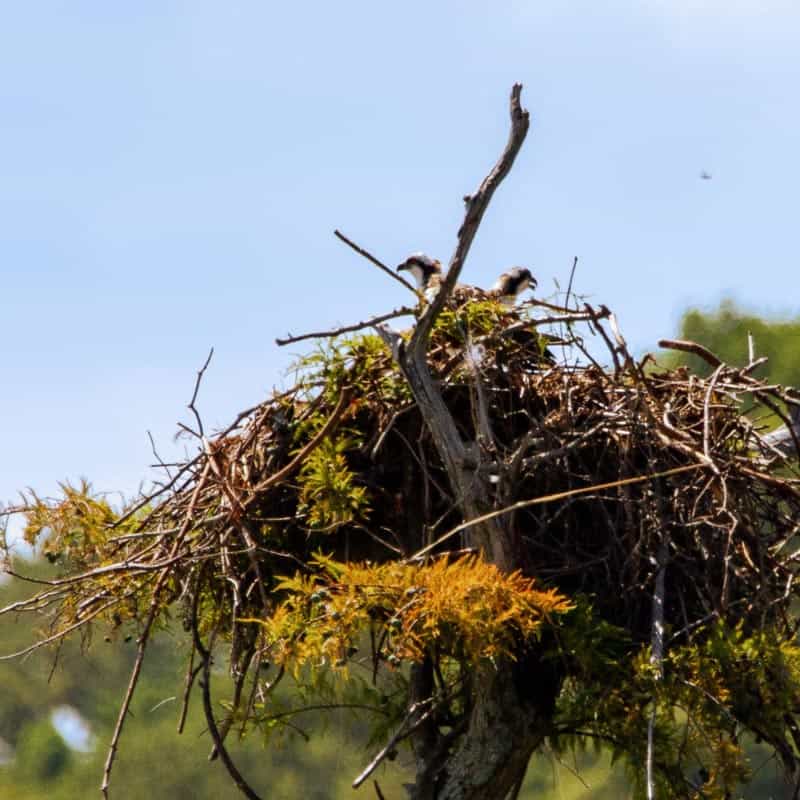 osprey nest credit joshua j cotten