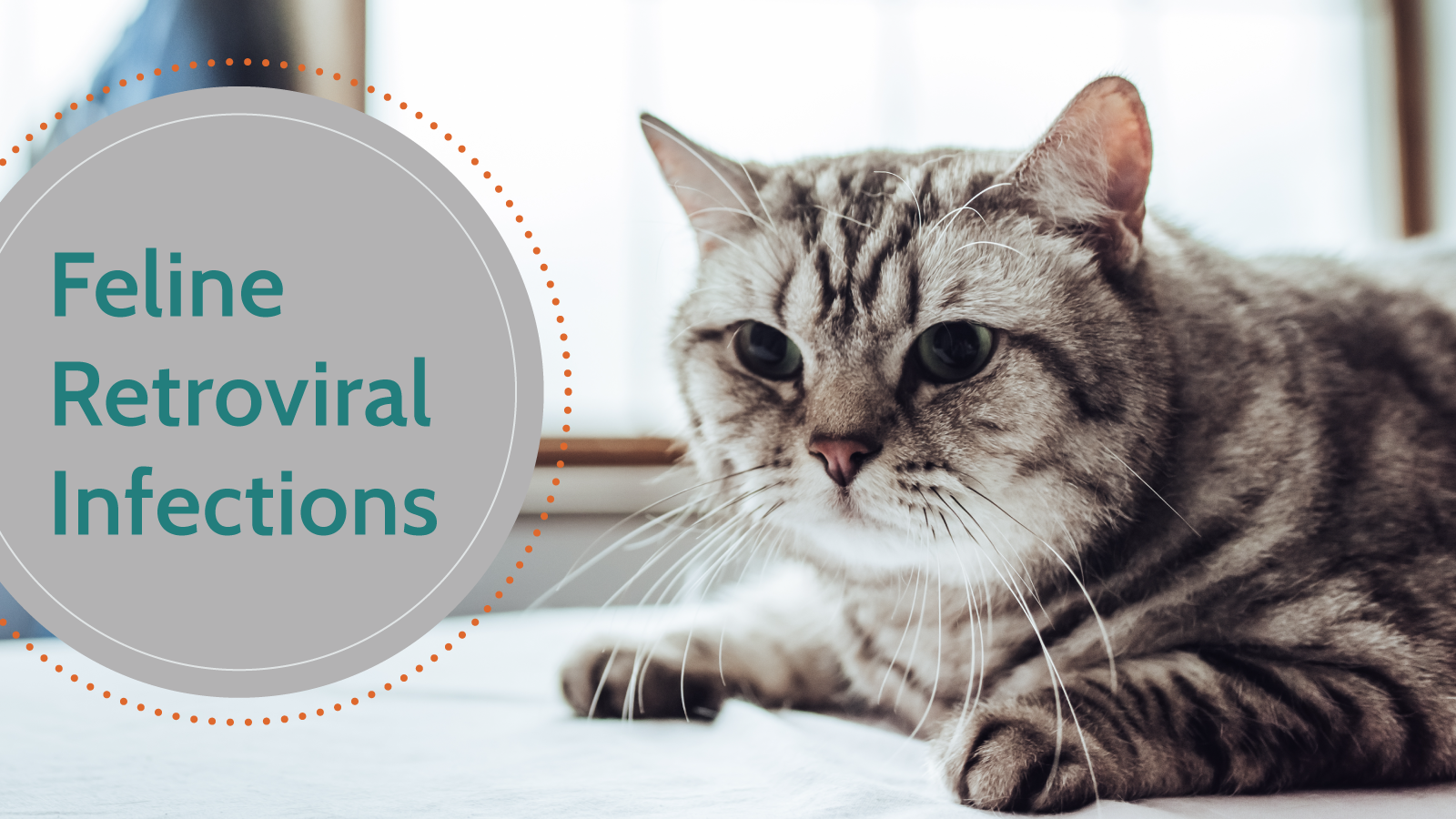 July2020_VTPBlog03_Header