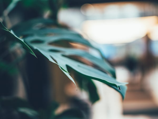 Affärsrådgivare eller revisor? DBT söker nu fler samarbetspartners som vill få bolag att blomstra