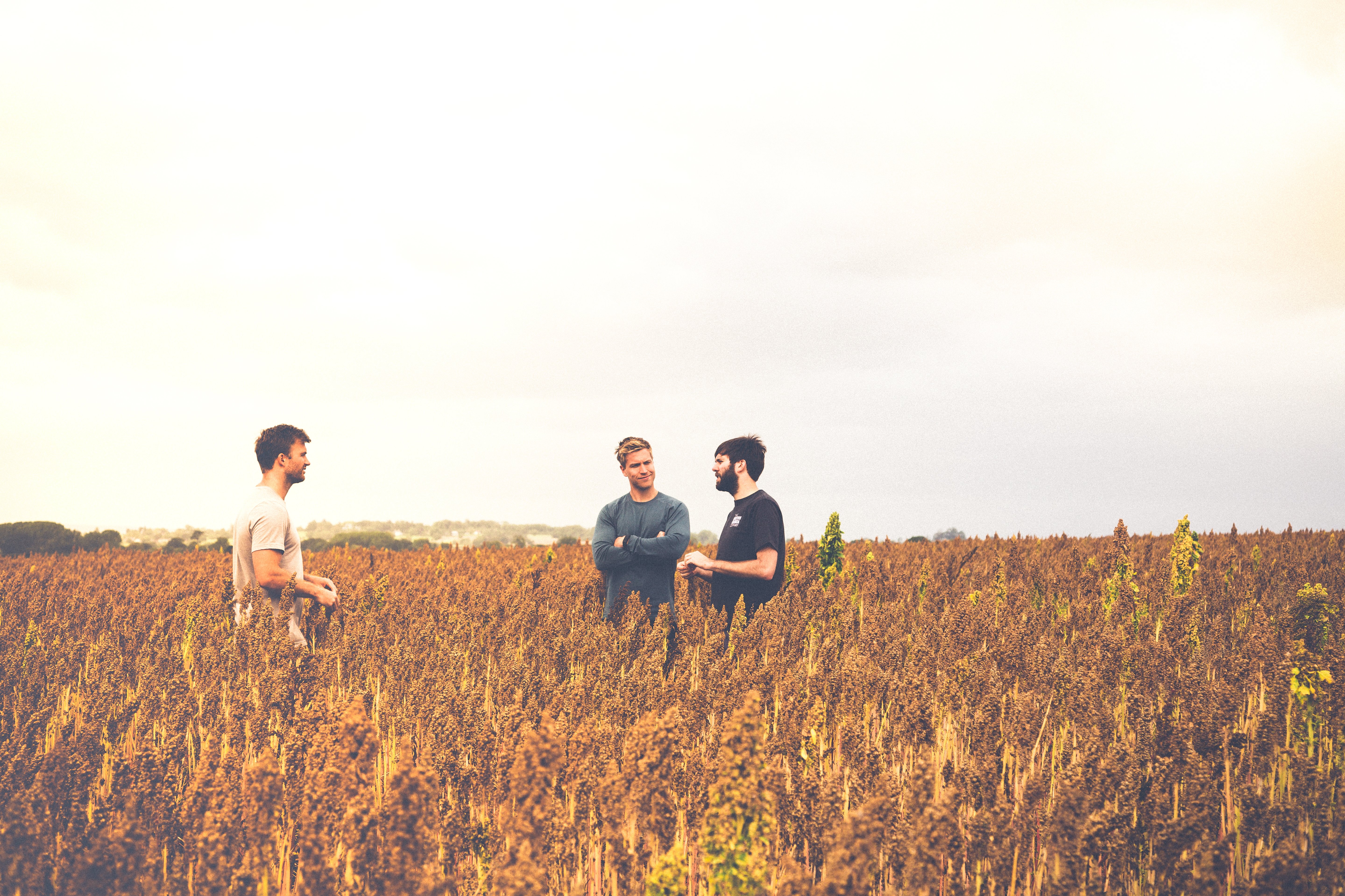 British Quinoa Company-4 British Quinoa Company-4