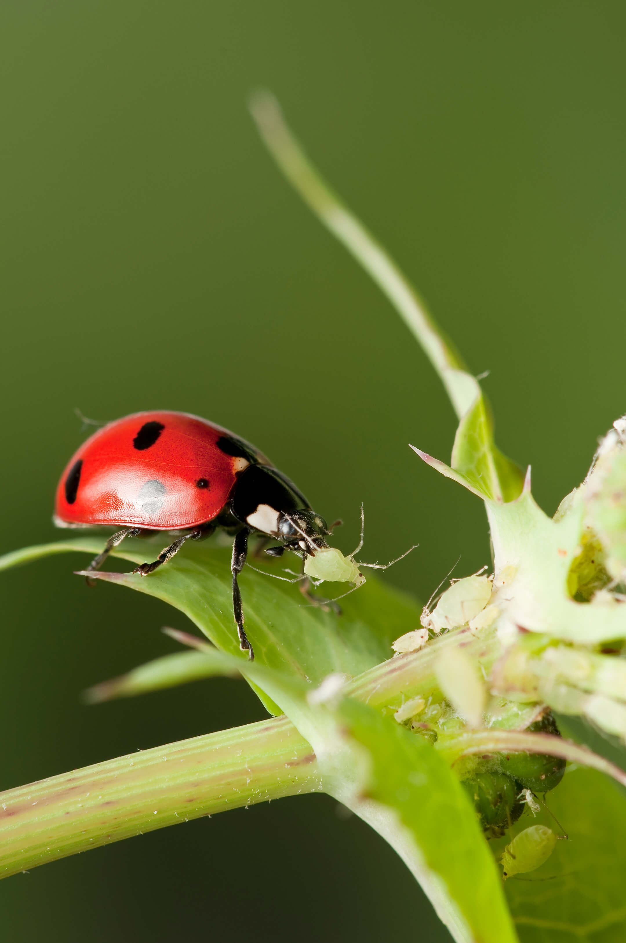 Ladybird-1080 Ladybird-1080