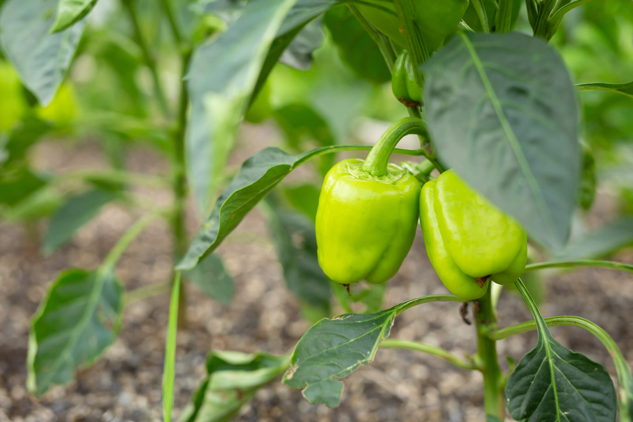 Paprika Paprika