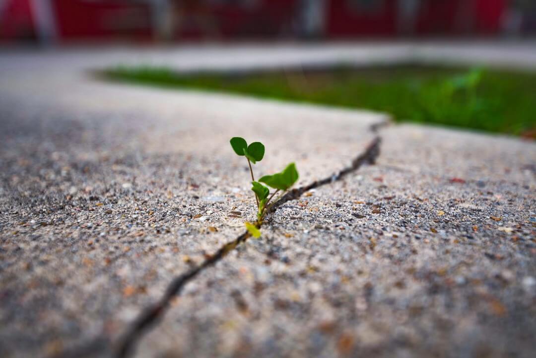 a-weed-growing-through-a-crack-in-the-concrete-1080px a-weed-growing-through-a-crack-in-the-concrete-1080px