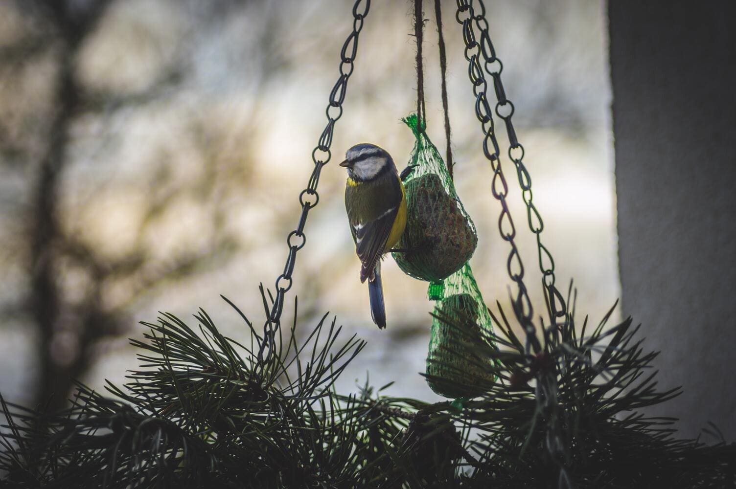 bird-eating-seeds-winter-1080 bird-eating-seeds-winter-1080