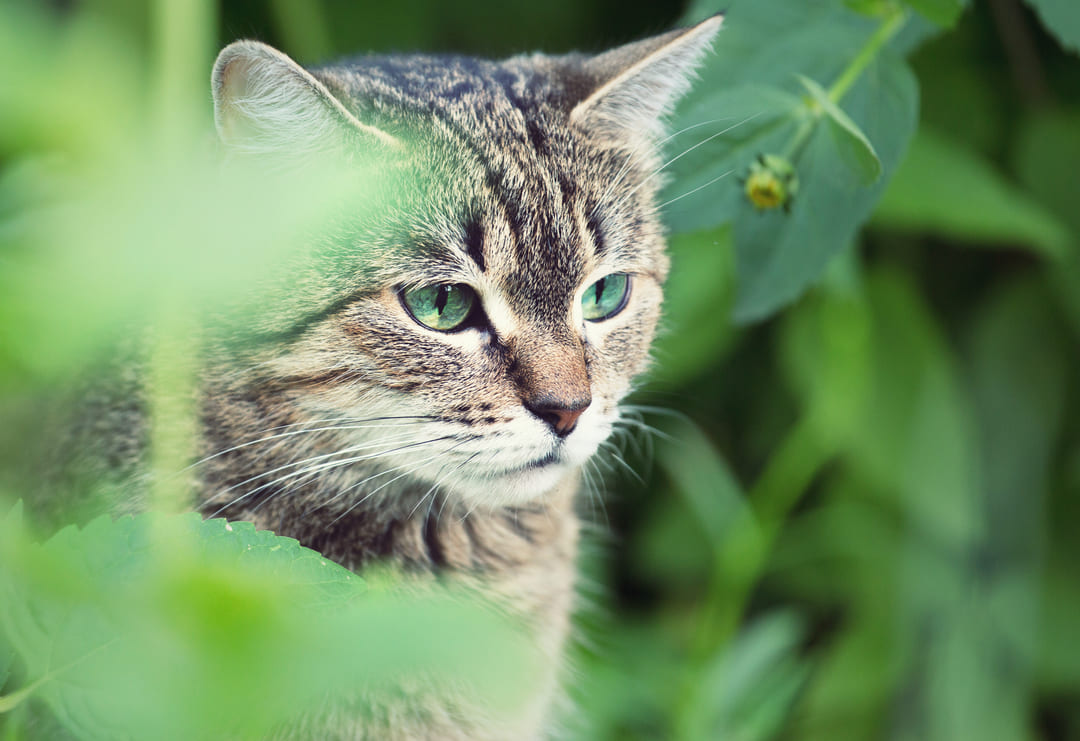 Katten