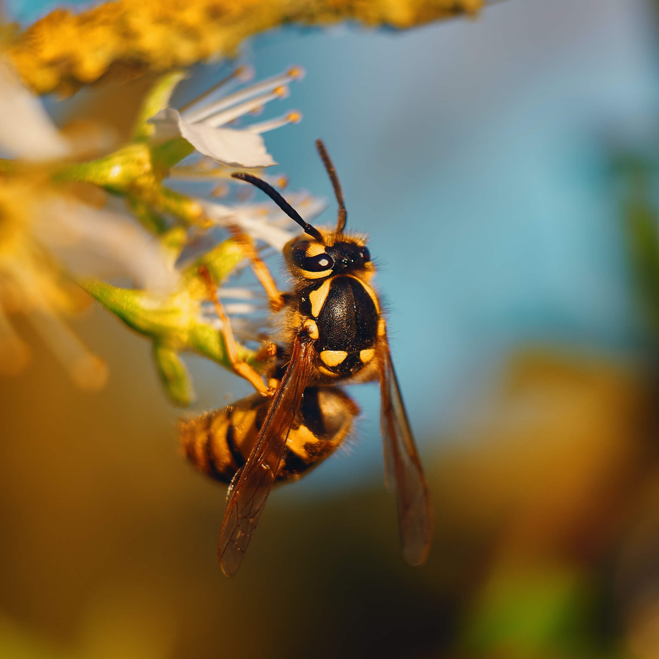 close-up-wasp-1080px close-up-wasp-1080px