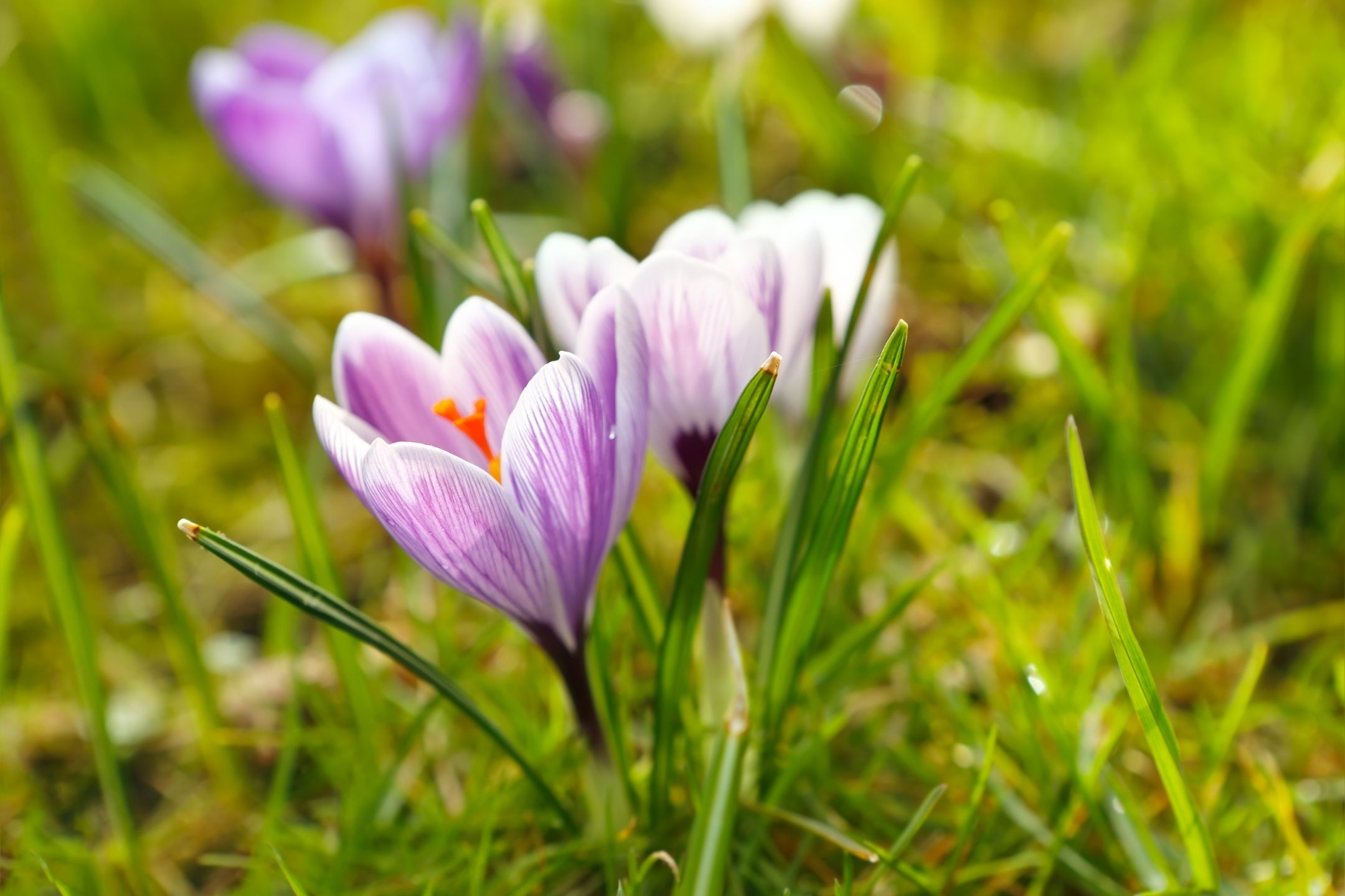 crocus-flower-spring-1080 crocus-flower-spring-1080