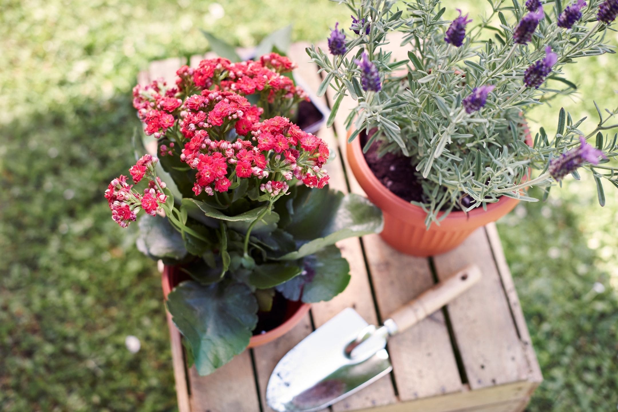 flowers-planting-1080 flowers-planting-1080