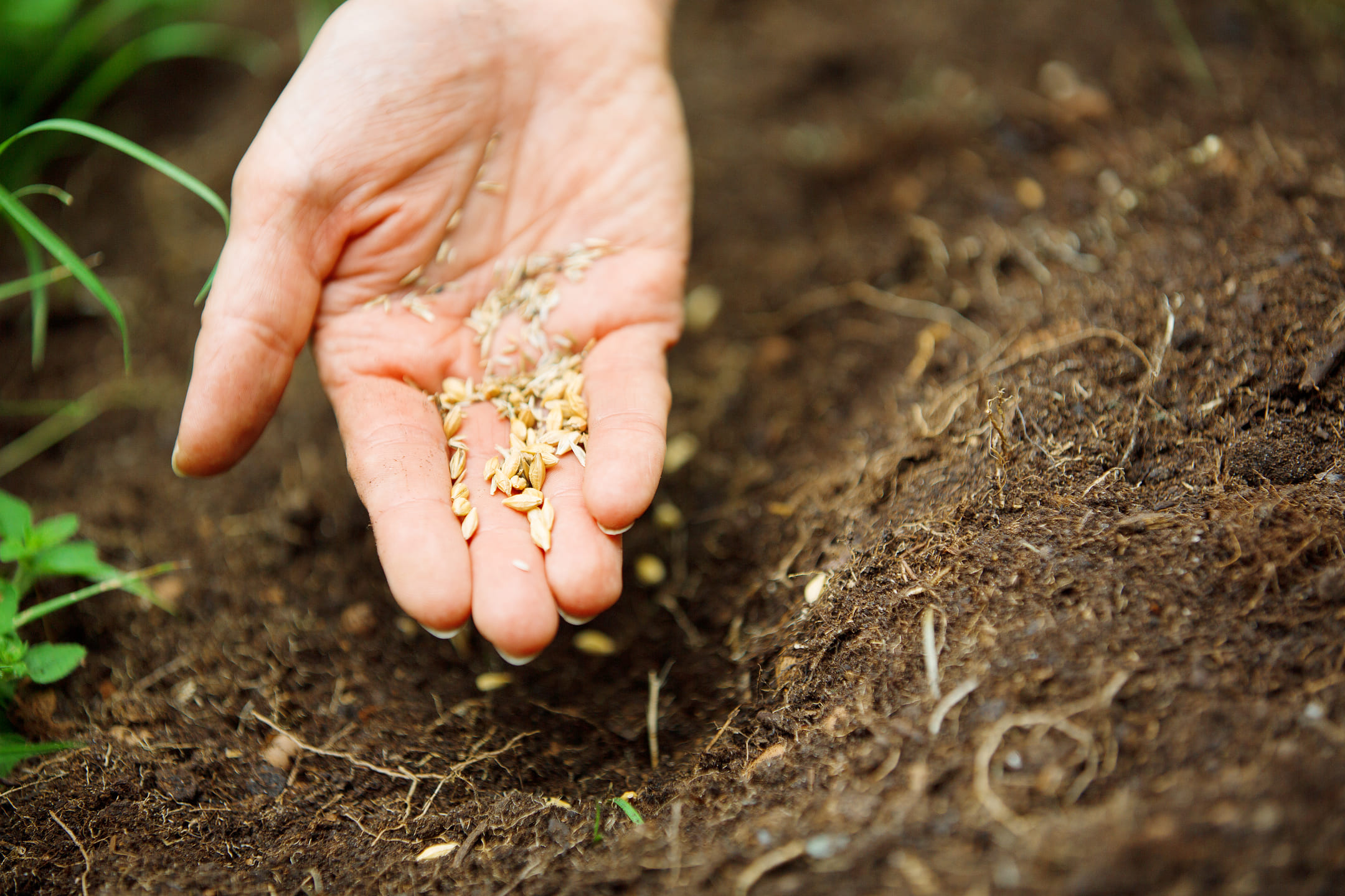 hand-with-seeds-1080 hand-with-seeds-1080
