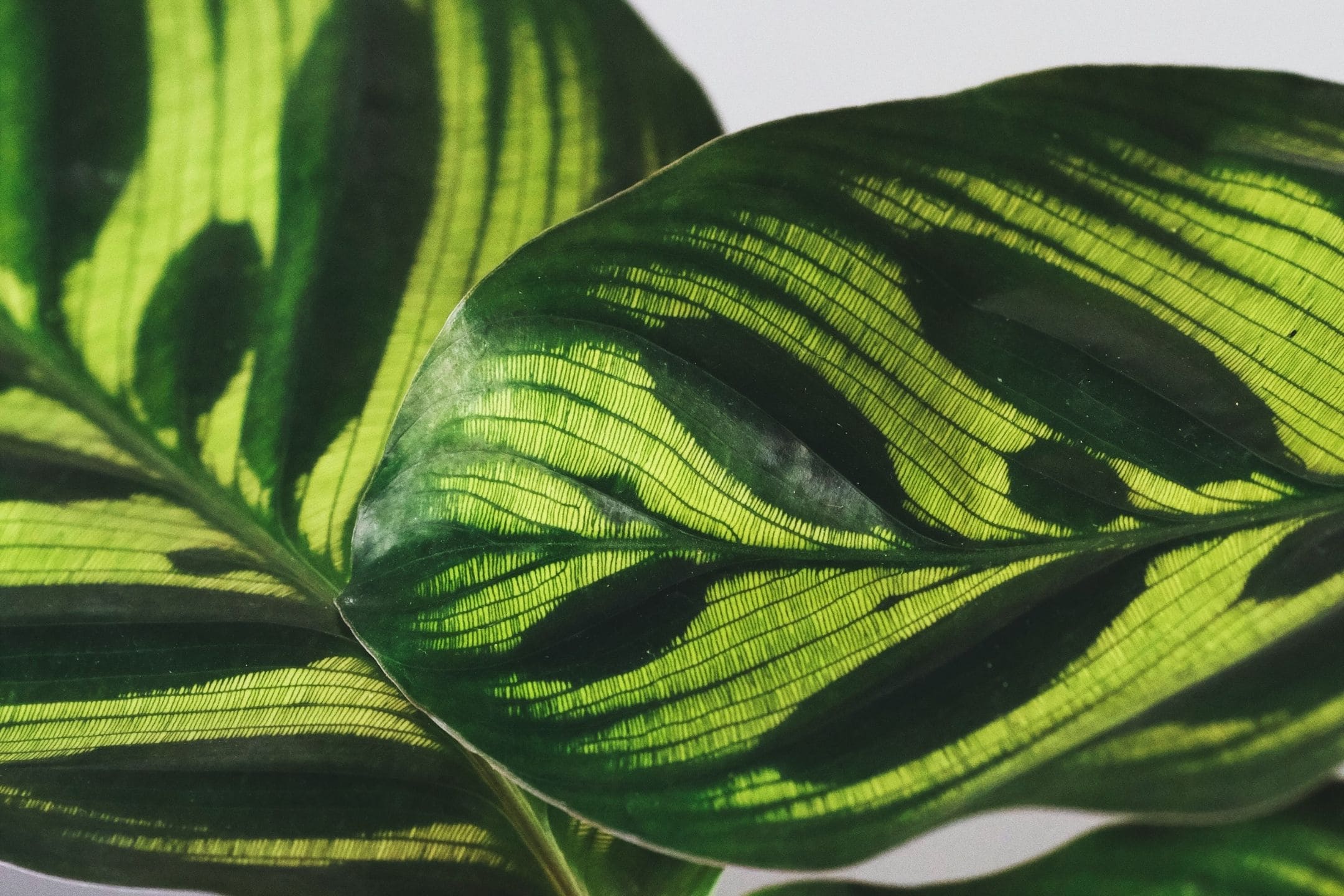 houseplant-leaf-closeup-1080 houseplant-leaf-closeup-1080