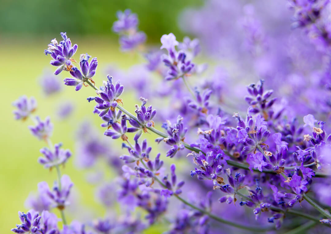 lavender-1080px lavender-1080px