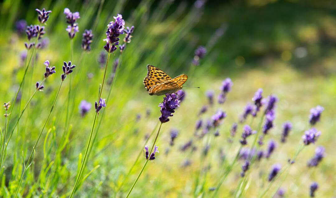 lavendel lavendel